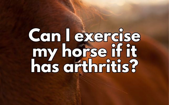 Can I exercise my horse if it has arthritis?