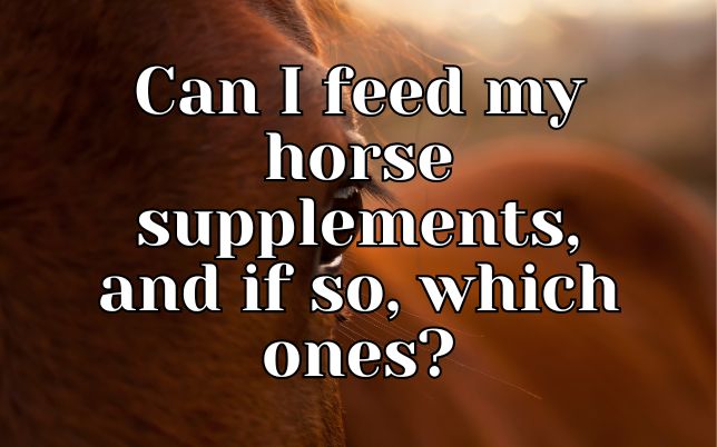 Can I feed my horse supplements, and if so, which ones