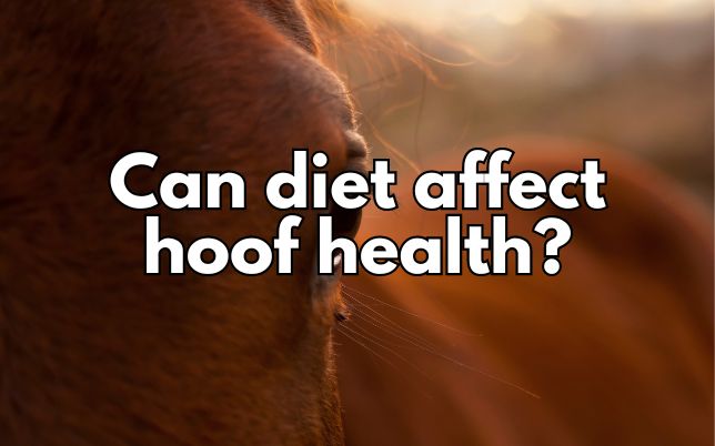 Can diet affect hoof health?