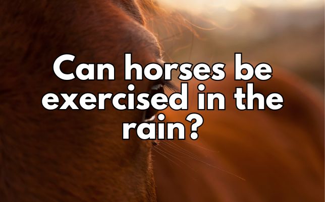 Can horses be exercised in the rain?