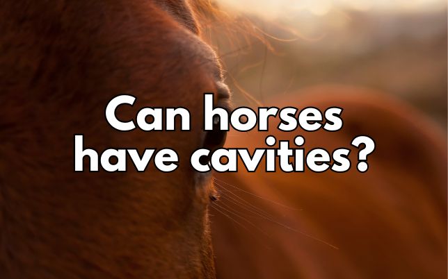 Can horses have cavities?