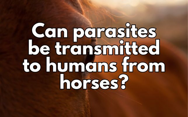 Can parasites be transmitted to humans from horses?