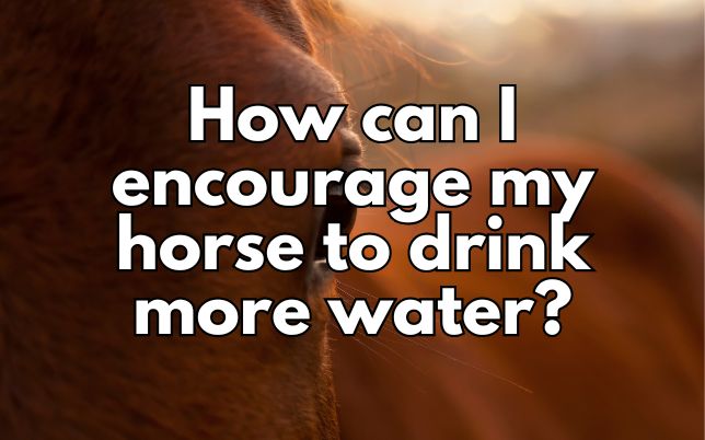 How can I encourage my horse to drink more water?