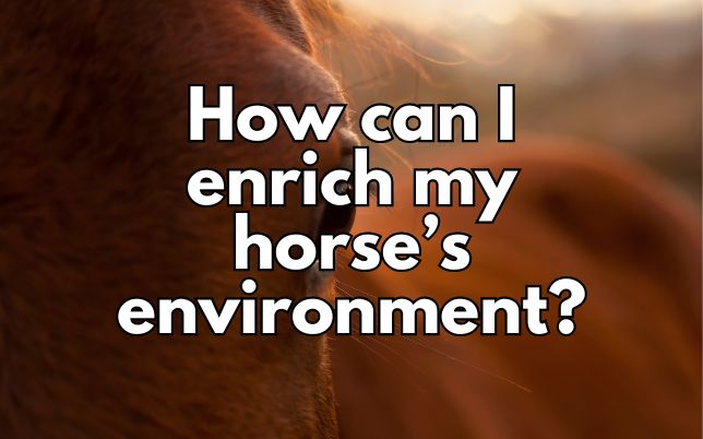 How can I enrich my horse’s environment?