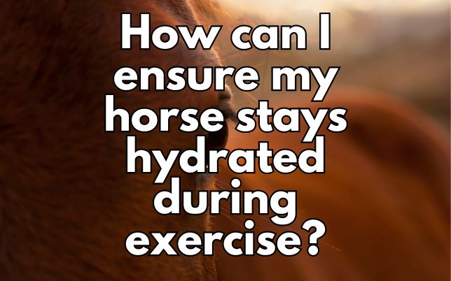 How can I ensure my horse stays hydrated during exercise?