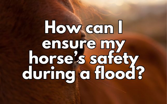 How can I ensure my horse’s safety during a flood?