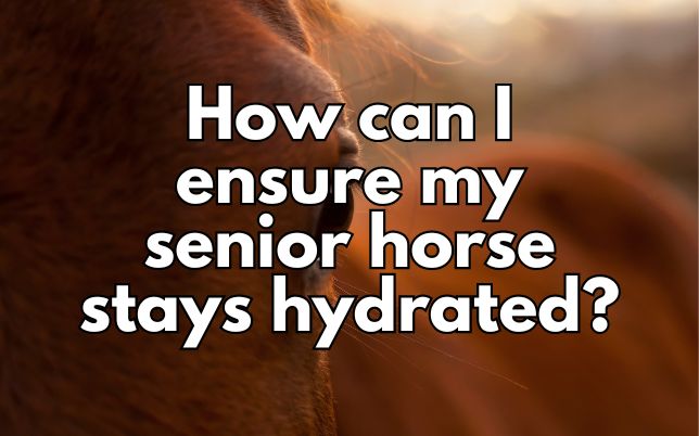 How can I ensure my senior horse stays hydrated?