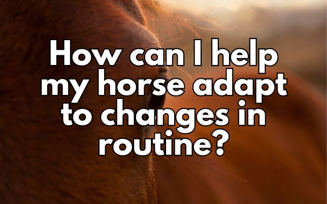 How can I help my horse adapt to changes in routine?