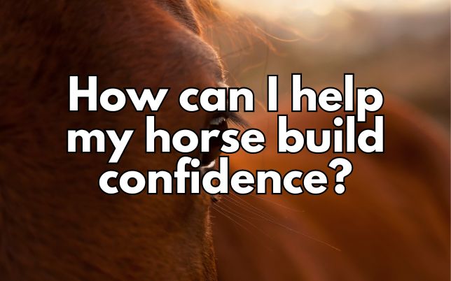 How can I help my horse build confidence?