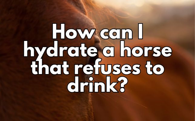 How can I hydrate a horse that refuses to drink?