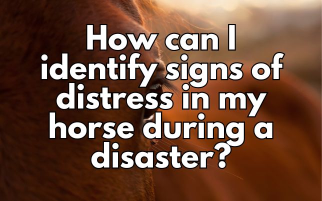 How can I identify signs of distress in my horse during a disaster?