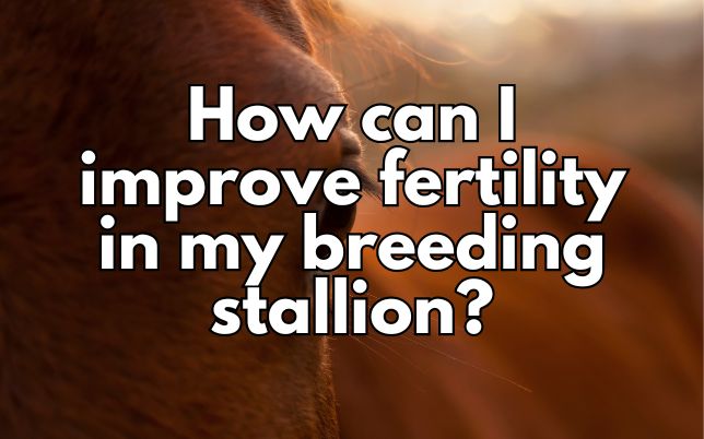 How can I improve fertility in my breeding stallion?