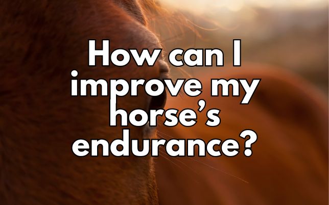 How can I improve my horse’s endurance?