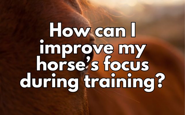 How can I improve my horse’s focus during training?