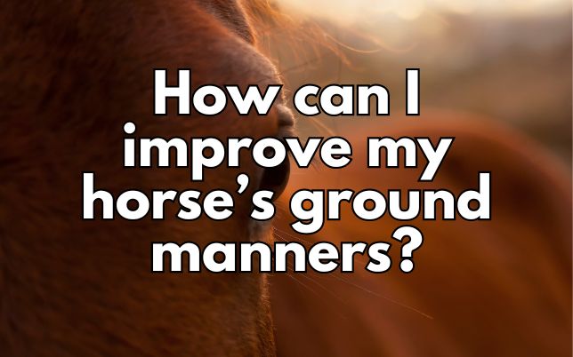 How can I improve my horse’s ground manners?