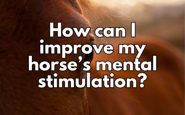 How can I improve my horse’s mental stimulation?