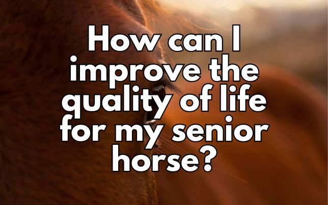 How can I improve the quality of life for my senior horse?