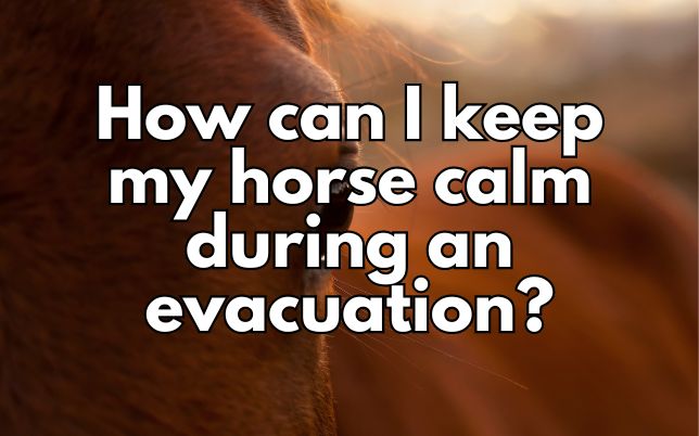 How can I keep my horse calm during an evacuation?