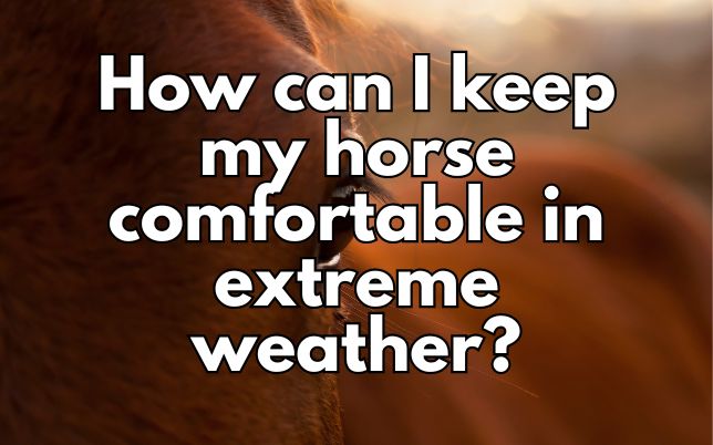 How can I keep my horse comfortable in extreme weather?