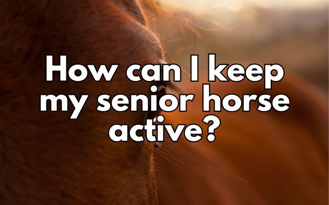 How can I keep my senior horse active?