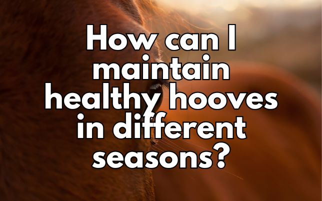 How can I maintain healthy hooves in different seasons?