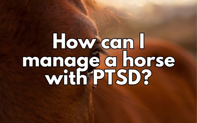 How can I manage a horse with PTSD?