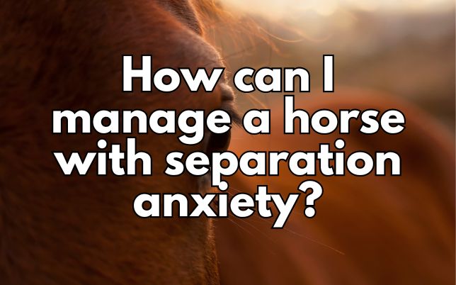 How can I manage a horse with separation anxiety?