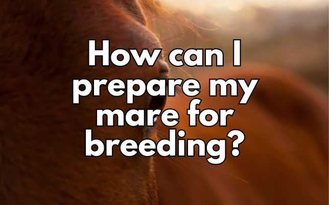 How can I prepare my mare for breeding?