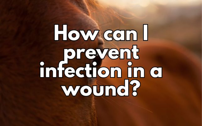 How can I prevent infection in a wound?