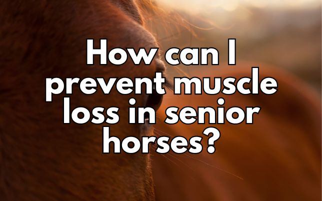 How can I prevent muscle loss in senior horses?