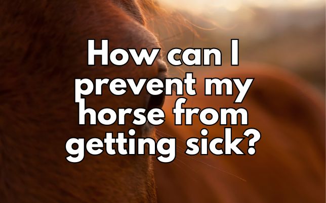 How can I prevent my horse from getting sick?