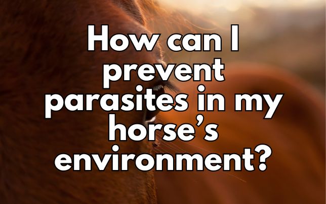 How can I prevent parasites in my horse’s environment?