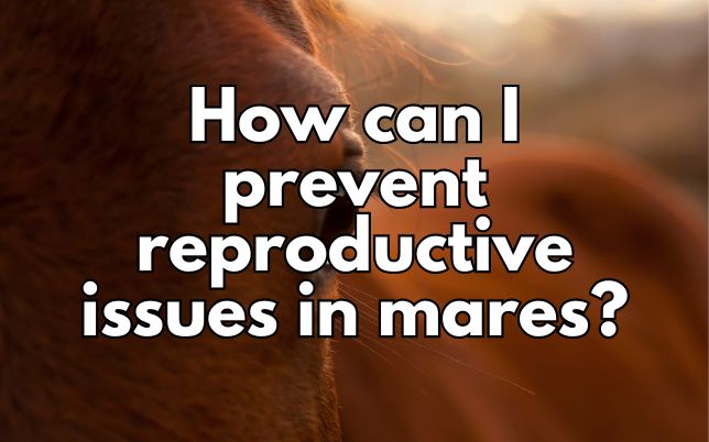 How can I prevent reproductive issues in mares?