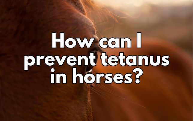 How can I prevent tetanus in horses?