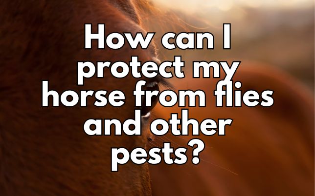 How can I protect my horse from flies and other pests?