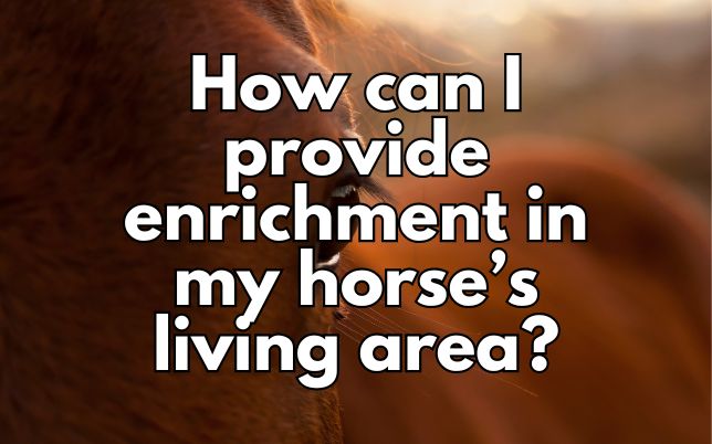 How can I provide enrichment in my horse’s living area?