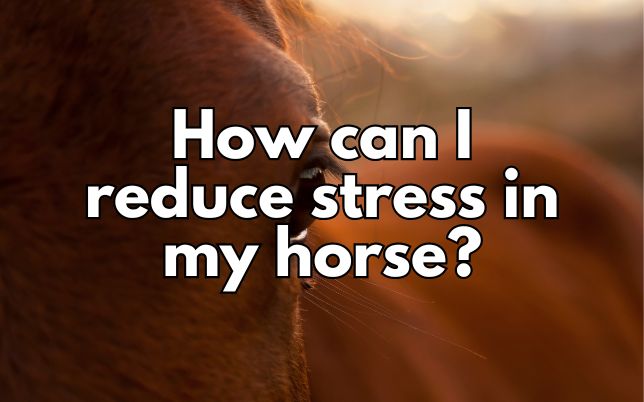 How can I reduce stress in my horse?