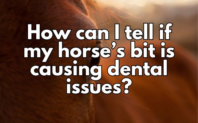 How can I tell if my horse’s bit is causing dental issues?