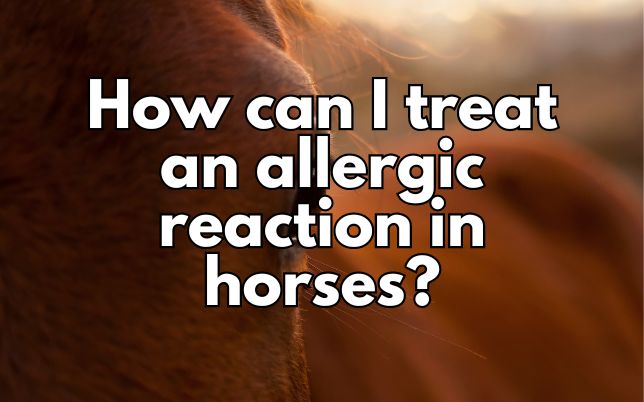 How can I treat an allergic reaction in horses?