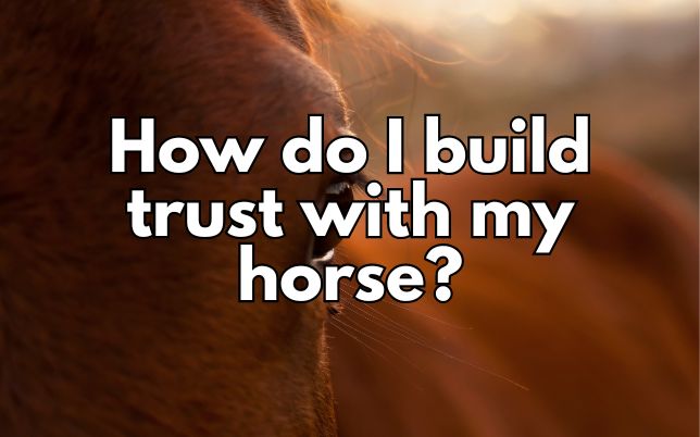 How do I build trust with my horse?