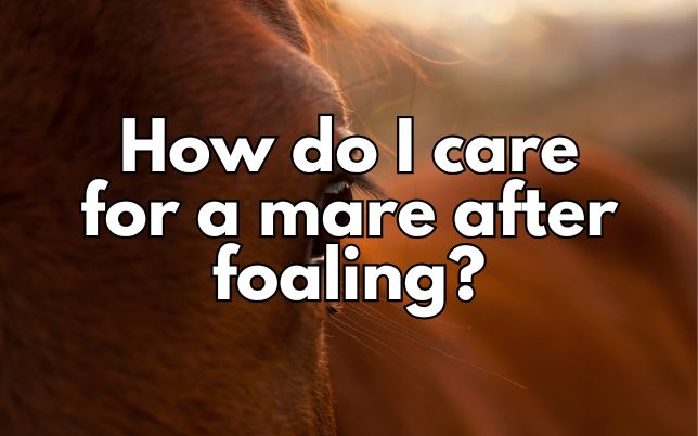 How do I care for a mare after foaling?