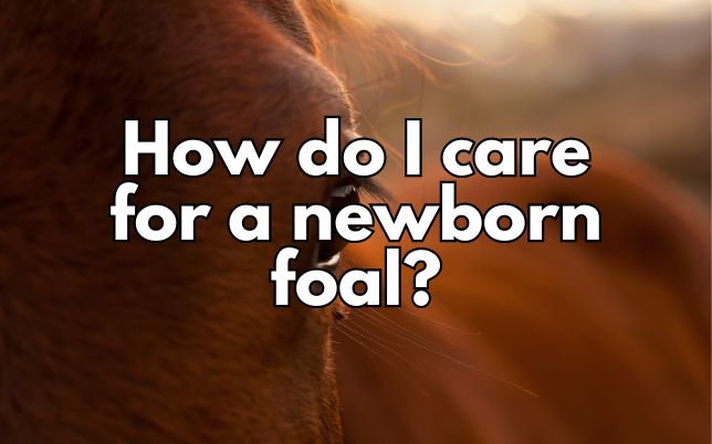 How do I care for a newborn foal?