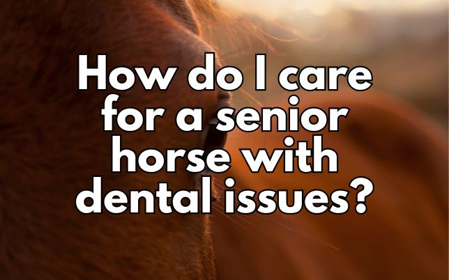 How do I care for a senior horse with dental issues?