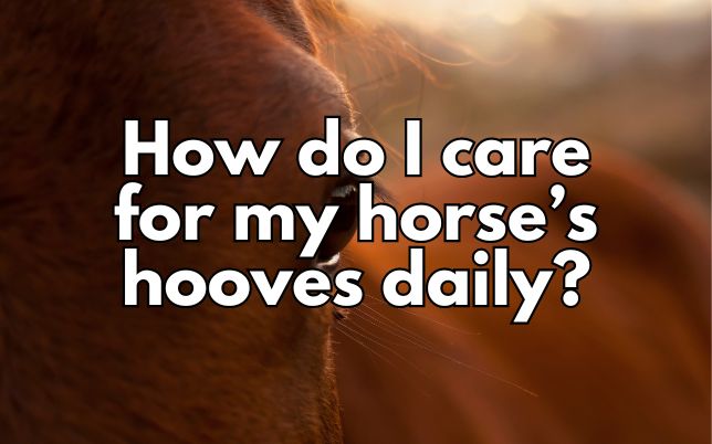 How do I care for my horse’s hooves daily?