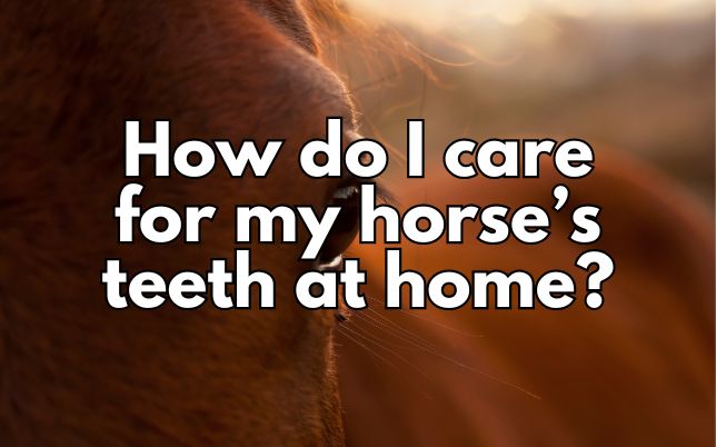 How do I care for my horse’s teeth at home?