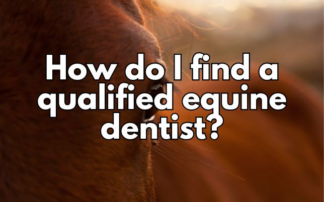 How do I find a qualified equine dentist?