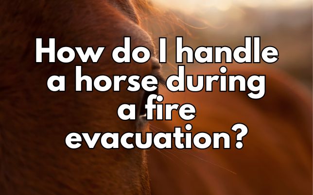 How do I handle a horse during a fire evacuation?