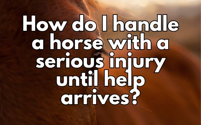 How do I handle a horse with a serious injury until help arrives?