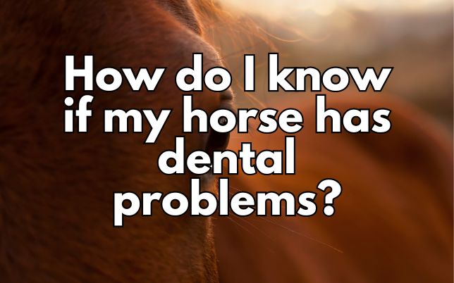 How do I know if my horse has dental problems?