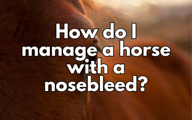 How do I manage a horse with a nosebleed?